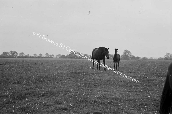 HEADFORD HOUSE  MISS ELIZABETH CLARKE WITH THOROUGHBRED MARES AND FOALS